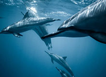 【U17亚洲杯】王钰栋闪击门将送礼 国少1比1塔吉克